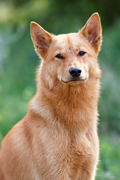 istock Karelian Finnish Laika 486500552