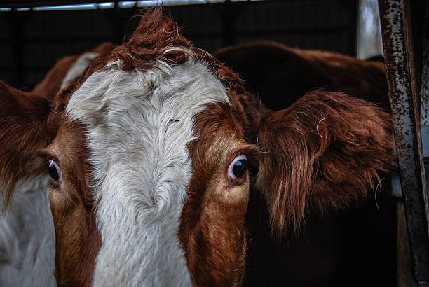 istock Close-up of a Red Hereford Cow 486500657