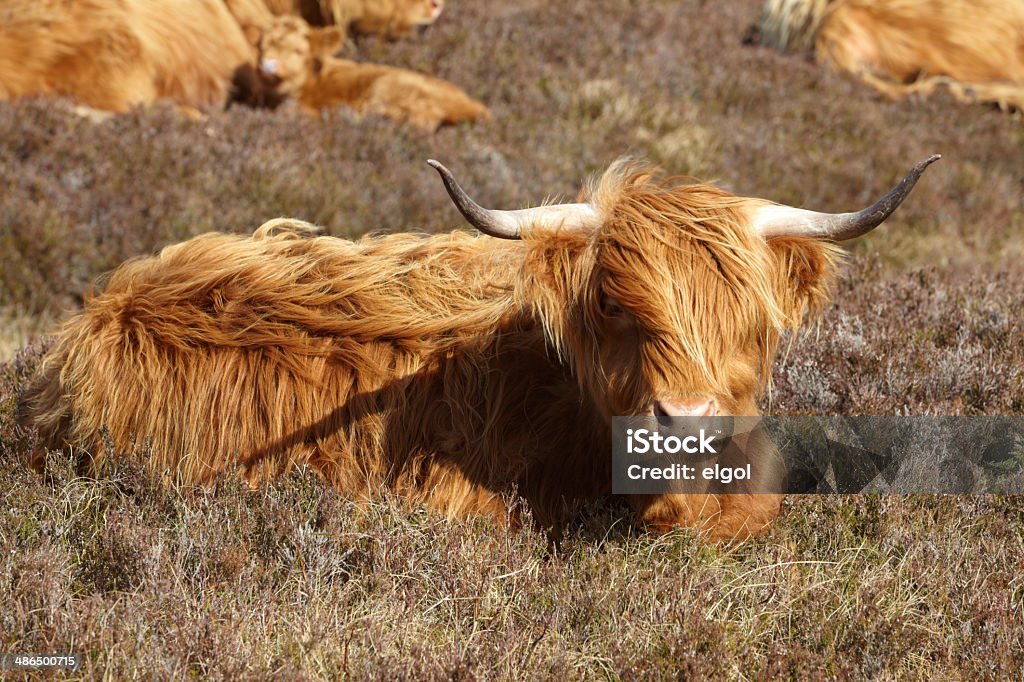 Gado da Escócia, Escósia, Reino Unido - Royalty-free Animal Foto de stock