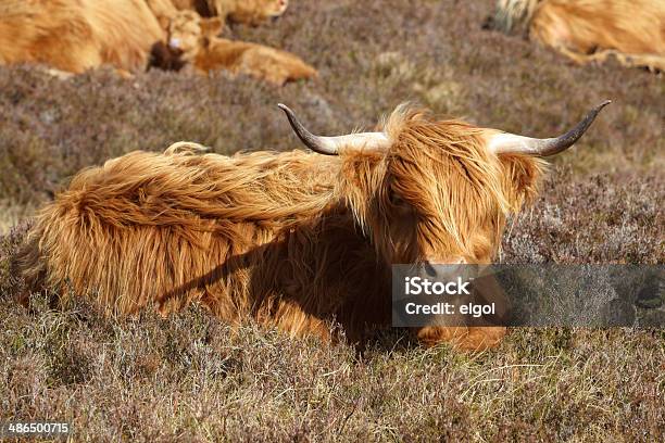 Gado Da Escócia Escósia Reino Unido - Fotografias de stock e mais imagens de Animal - Animal, Castanho, Chifre