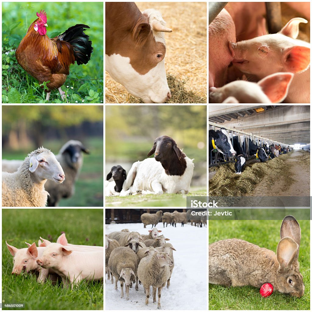 Domestic Animals Stock Photo - Download Image Now - Livestock, Pig ...