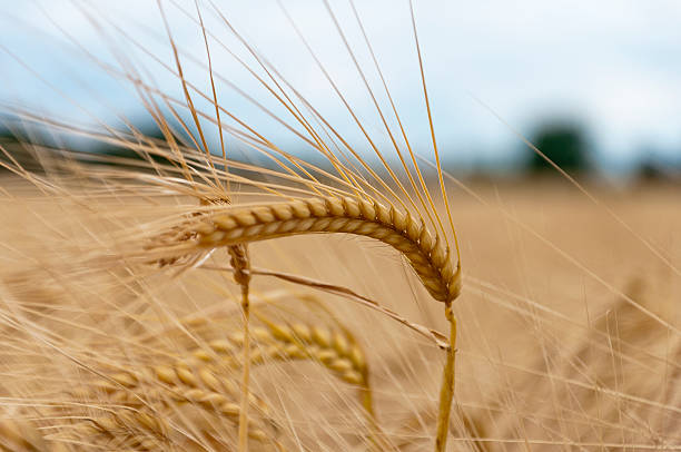 Campo de Trigo - fotografia de stock