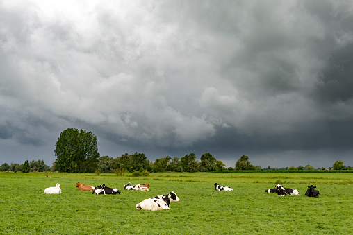 Cows lying on the ground in a field awaiting an incoming summer storm.