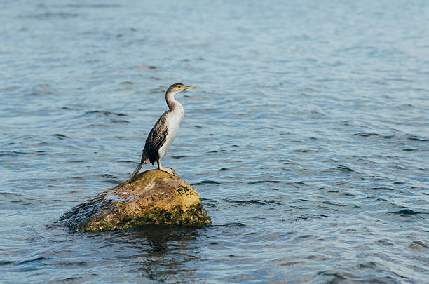 istock Grebe bird standing on a rock in ocean 486501468
