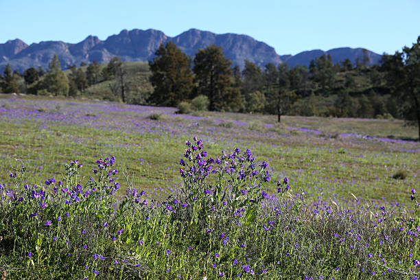 istock Salvation Jane, Spring Time in Australian Bush 486501636