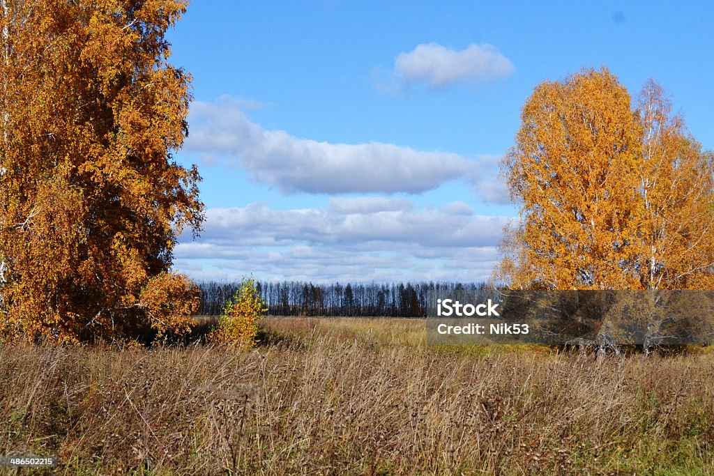 Autumn etudes Autumn has ed sheet in wood on tree Animal Stock Photo
