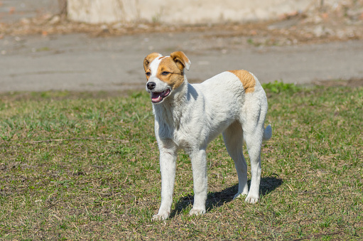 Young stray dog is watching for enemies