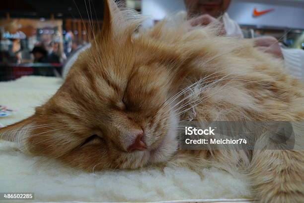 Sleeping Beautiful Foxy Cat Stock Photo - Download Image Now - Animal, Domestic Cat, Horizontal