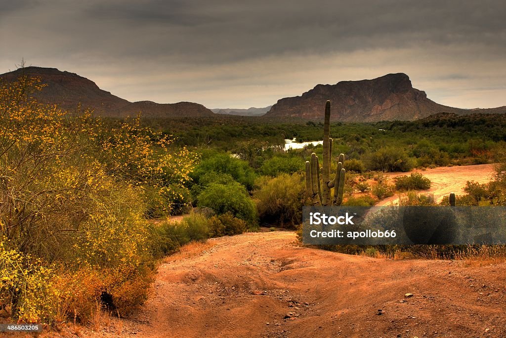 Tempête du désert s'approcher - Photo de Cactus laineux libre de droits