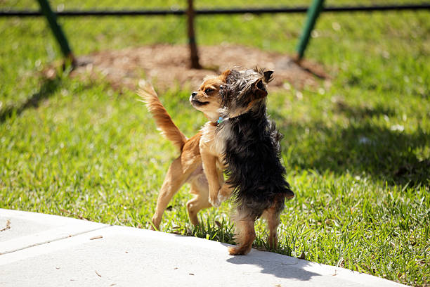 istock Dogs fighting in the park 486503525