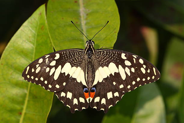 istock beautiful wing of butterfly 486503665