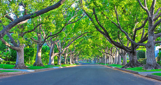 istock Beverly Hills Street 486504831