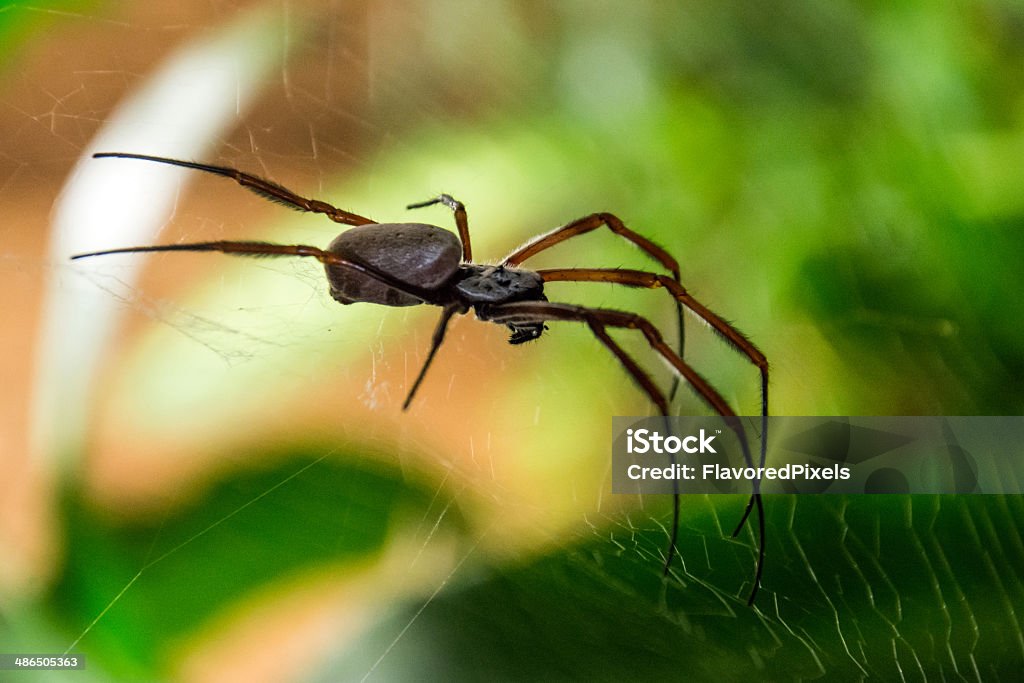 Large spider on web Eight legged insect on web with green blurry background Animal Body Part Stock Photo
