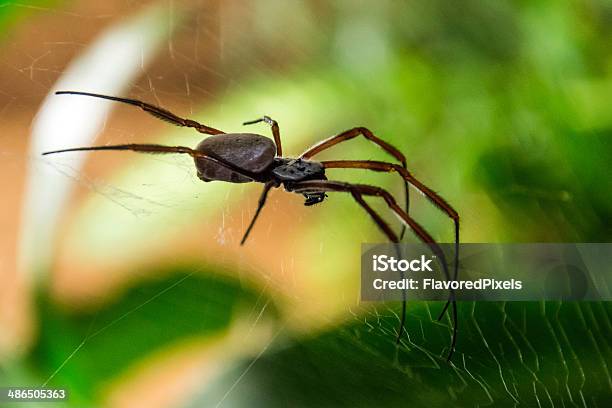Large Spider On Web Stock Photo - Download Image Now - Animal Body Part, Animal Leg, Animal Limb