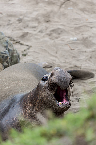 istock Seal at La Jolla Beach, San Diego, California 486505380