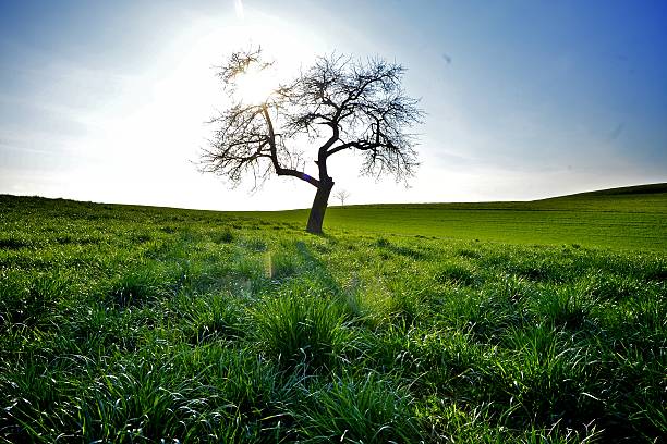 baum in der abendsonne - alleine fotografías e imágenes de stock