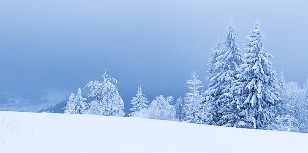 istock Winter trees in mountains covered with fresh snow 486505396