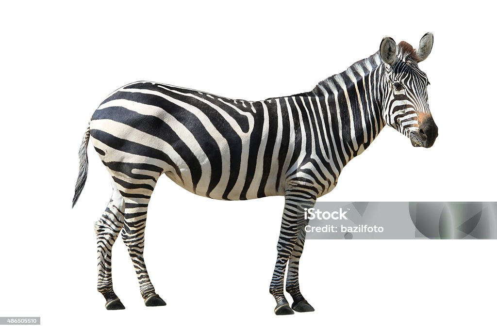 Zebra - Lizenzfrei Zebra Stock-Foto