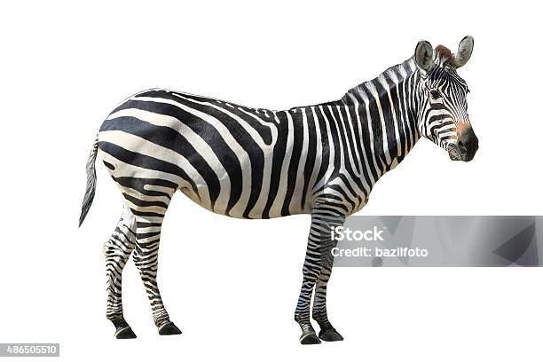 Zebra Stockfoto und mehr Bilder von Zebra - Zebra, Freisteller – Neutraler Hintergrund, Tier