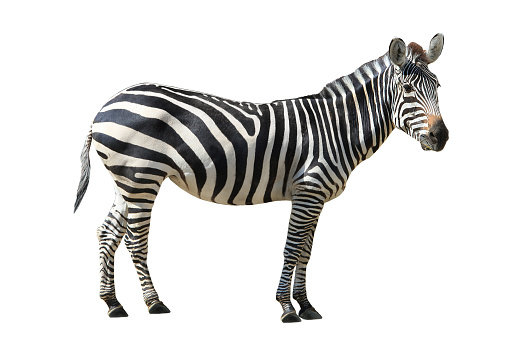 Zebra , isolated on white