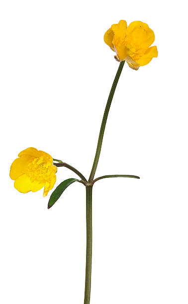 istock golden buttercup two blooms on stem 486505528