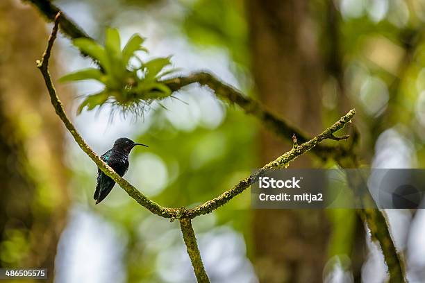 Caribbean Emerald Hummingbird Stock Photo - Download Image Now - Sint Maarten, Bird, Animal