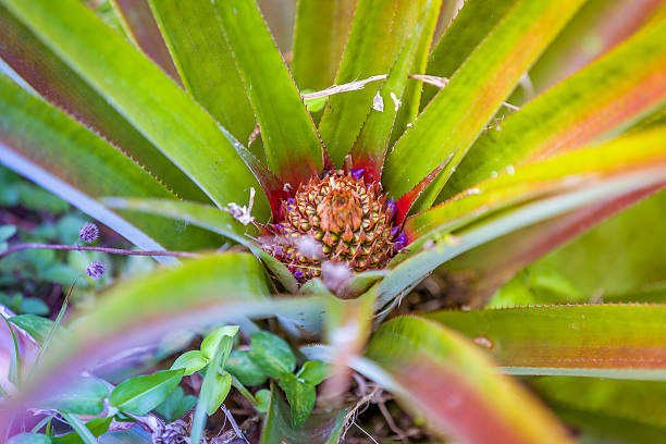 Crecimiento de piña - foto de stock