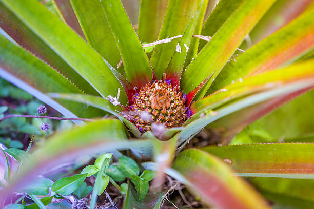 Growing Pineapple stock photo