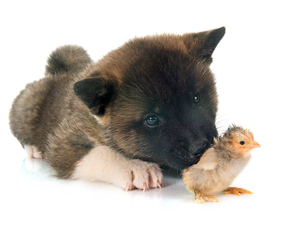 istock american akita puppy 486505626