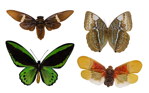 istock four trpical isolated butterflies 486505630