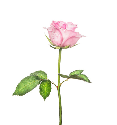 Beautiful pink rose on  long stalk with leaves, isolated on white background