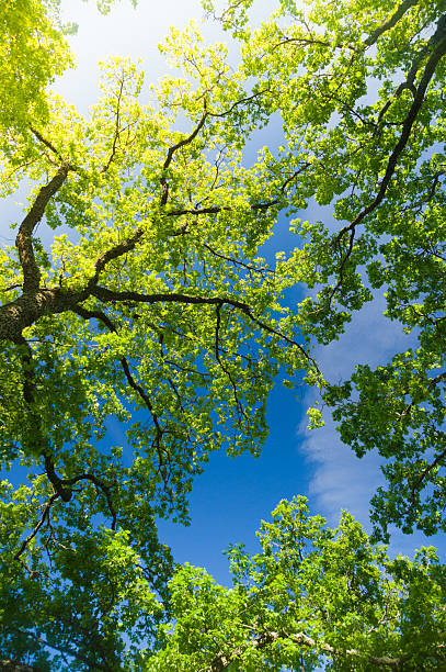 Oak trees from below under blue sky with sunflare