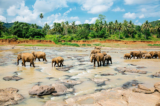 istock Pinnawala elephant orphanage, Sri Lanka. 486506502