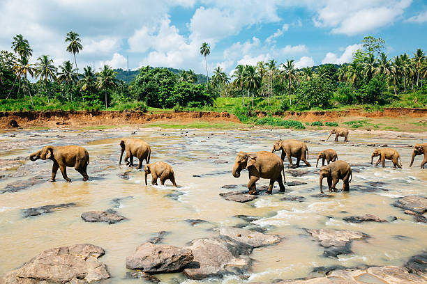 elefanti di pinnawala orfanotrofio, sri lanka. - lanka foto e immagini stock