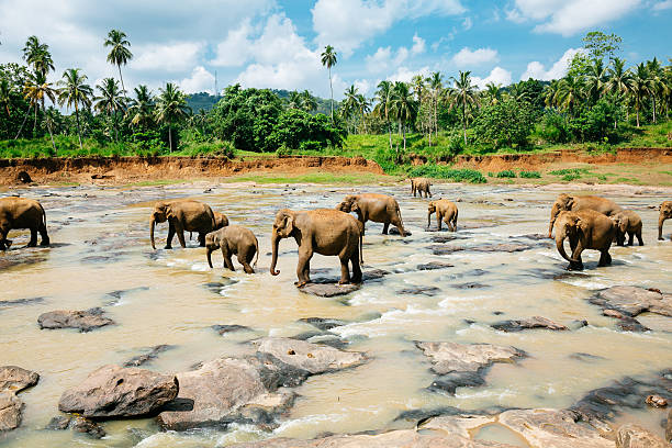 istock Pinnawala elephant orphanage, Sri Lanka. 486506510