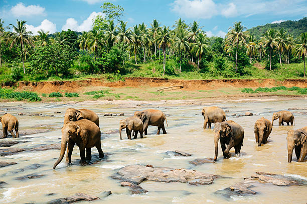 istock Pinnawala elephant orphanage, Sri Lanka. 486506516