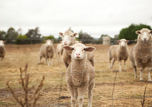 A cute curious lamb.