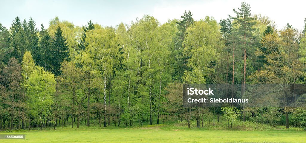 Edge of a mixed european forest in spring. Forest Stock Photo