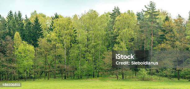 Edge Of A Mixed European Forest In Spring Stock Photo - Download Image Now - Forest, At The Edge Of, Frame - Border