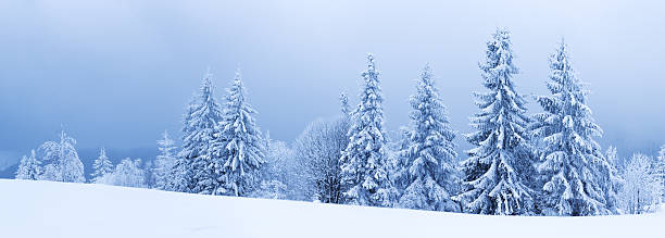 istock Winter trees in mountains covered with fresh snow 486507390