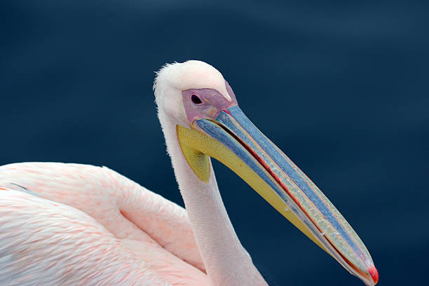 istock Namibia: Great White Pelican swimming in Walvis Bay 486507567