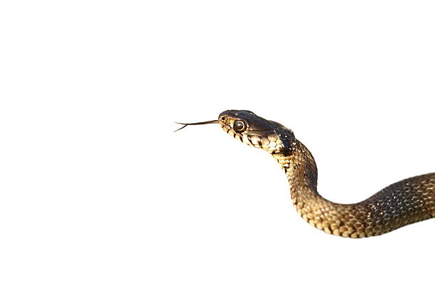 cobra-de-água-isolado a branco - water snake imagens e fotografias de stock
