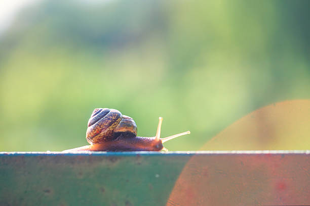 caracol europeo viene su vías - snail environmental conservation garden snail mollusk fotografías e imágenes de stock