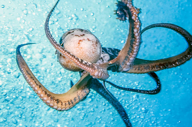 istock Ornate octopus, Callistoctopus ornatus 486510892