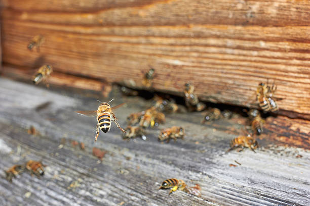 Bee flying in front of a beehive stock photo