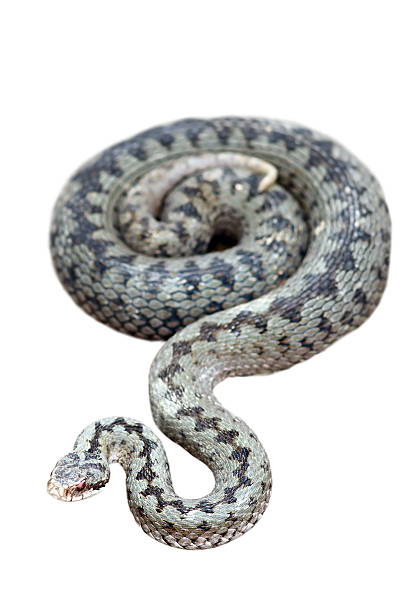 共通加算白で分離 - snake adder viper reptile ストックフォトと画像