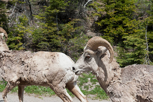 istock Bighorn Sheep at waterton lakes national park 486515416