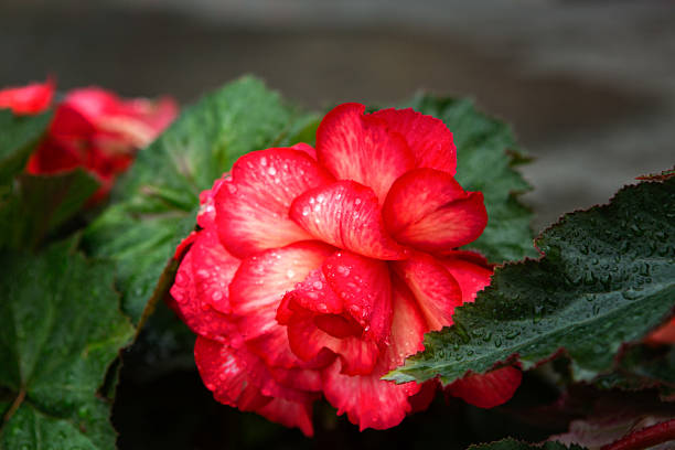 Róża czerwony – zdjęcie