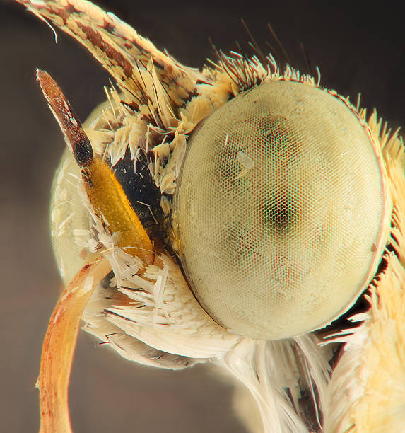 istock Extreme closeup of a butterfly head 486515766
