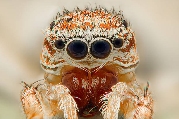 Extreme closeup of a Jumping Spider